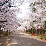 サロンドカフェアンジュ - 快晴で満開の美しい桜