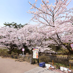 Salon de cafe Ange  - 快晴で満開の美しい桜