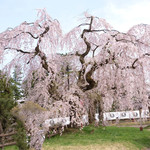 喫茶 北の郭 - 快晴で満開の美しい桜