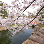 喫茶 北の郭 - 快晴で満開の美しい桜