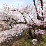 喫茶 北の郭 - 快晴で満開の美しい桜