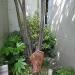 手打ち蕎麦 銀杏 - 店頭の風景　2018.4