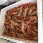 魚楽小川水産 - ぼたんえび　byたにP