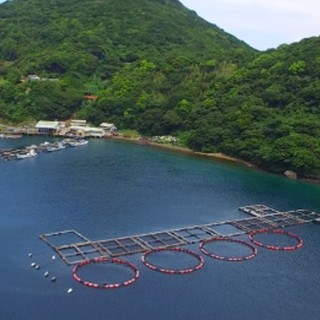 【直送鮮魚】自然豊かな海から産地直送される新鮮な美味しさ