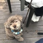 マジカメンテ ビバッコ - 