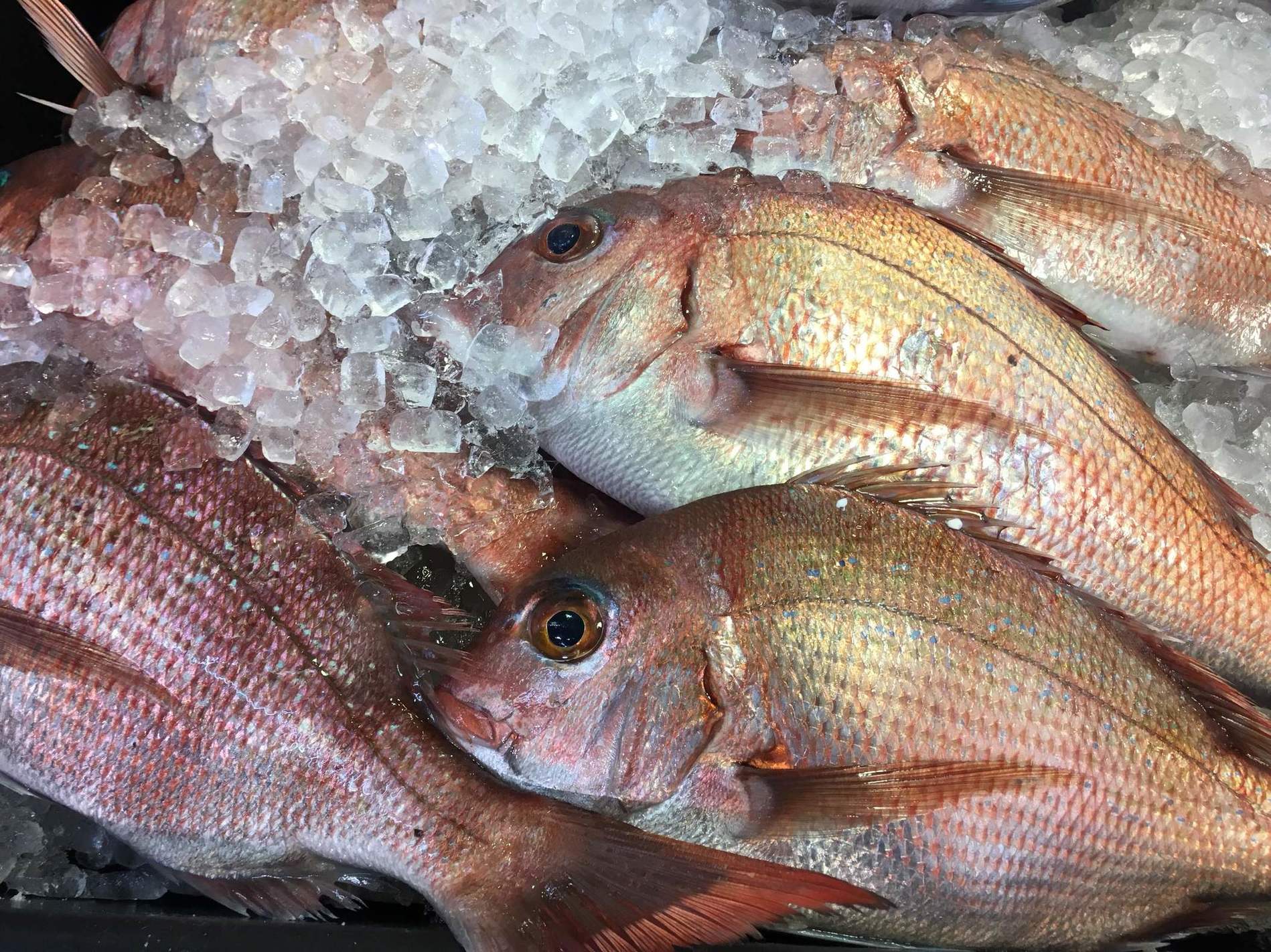 中島水産 熱海店 name=