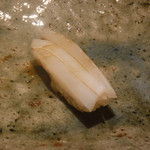 寿し おおはた - 