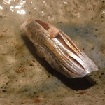 寿し おおはた - 