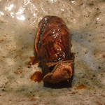 寿し おおはた - 