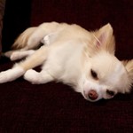 軽井沢ホテルそよかぜ - 