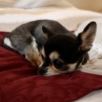 軽井沢ホテルそよかぜ - 