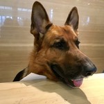 軽井沢ホテルそよかぜ - 看板犬ハルくん