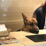 軽井沢ホテルそよかぜ - 看板犬ハルくん