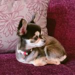 軽井沢ホテルそよかぜ - 