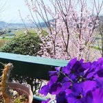 Yume Urara - ’11年3月撮影。テラス席から見る桜。