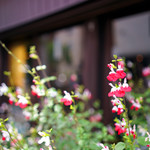 カヤバ珈琲 - 店先に咲く花。