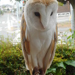 フクロウカフェです By つ よ き ち カフェ リトルズー Caf E Little Zoo 京成大久保 カフェ 喫茶 その他 食べログ フクロウカフェです By つ よ き ち カフェ リトルズー Caf E Little Zoo 京成大久保 カフェ 喫茶 その他 食べログ
