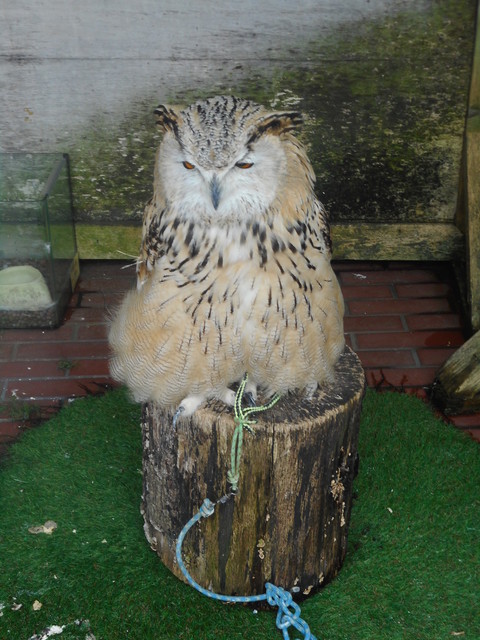 フクロウカフェです By つ よ き ち カフェ リトルズー Caf E Little Zoo 京成大久保 カフェ 喫茶 その他 食べログ フクロウカフェです By つ よ き ち カフェ リトルズー Caf E Little Zoo 京成大久保 カフェ 喫茶 その他 食べログ
