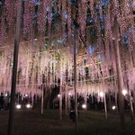 忠八 - 足利フラワーパークの藤