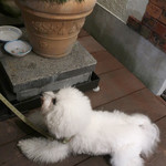 リストランテ ピッツェリア ジャンカルロ トウキョウ - バースデーまで３週間