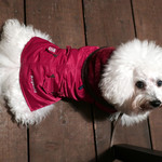 リストランテ ピッツェリア ジャンカルロ トウキョウ - バースデーまで半年の頃