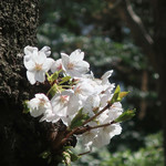 リストランテ ピッツェリア ジャンカルロ トウキョウ - よく描けてますネッ！