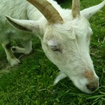 山田牧場 - 良く草を食べる山羊さん