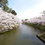 Poruto Buran - 快晴で満開の美しい桜