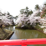 Poruto Buran - 快晴で満開の美しい桜