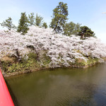Poruto Buran - 快晴で満開の美しい桜