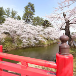 Poruto Buran - 快晴で満開の美しい桜