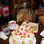 Resutorammerodhi - わんちゃん誕生日ケーキ