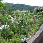 シュバルツバルト - 秘密の花園っぽいお庭。ちなみに立ち入りはご遠慮くださいとの事。