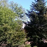 ブルーグラス - 部屋の窓から