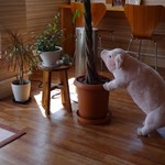 かつサンド工房 PANTON - 