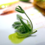 ドディチ・マッジョ - 