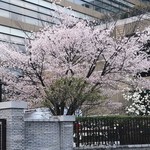 勝鶏どんどん - 福島競馬場の桜
