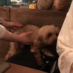 ＋Veganique - お店ワンちゃん登場です(^_^)