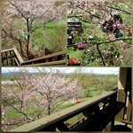 キノニワ ヤエール - 2階テラス席から近くで眺める桜。