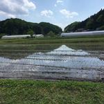 とら食堂 - お店の目の前は、まさに田んぼ。とにかく、カエルと鶏の声が賑やか！