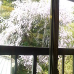 筍亭 - （店内からの枝垂桜）