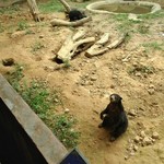 Wiya Nasi Ayam Dan Kedai Kopi - 