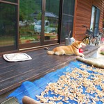 杉の家 - 筍を干してます