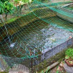 杉の家 - ニジマスのいる池