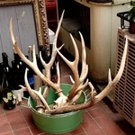 ビートイート - 入口に置かれた鹿の角