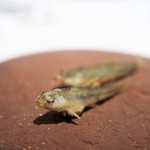 レストランエール - 島根　ホンモロコ