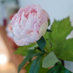 和三盆 恵菓 - 芍藥（しやくやく）