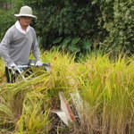 Nouka Sakaba Dohatten - 手間隙がかかる【天日干し】の証でもあります。稲刈り。