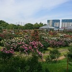 京成バラ園 ローズショップ - 広大な敷地にイッパイのバラ