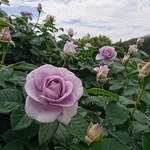 京成バラ園 ローズショップ - 